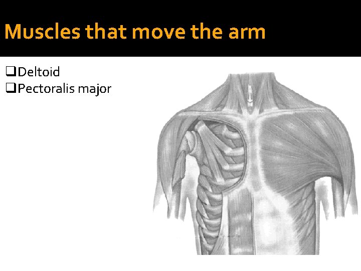 Muscles that move the arm q. Deltoid q. Pectoralis major 