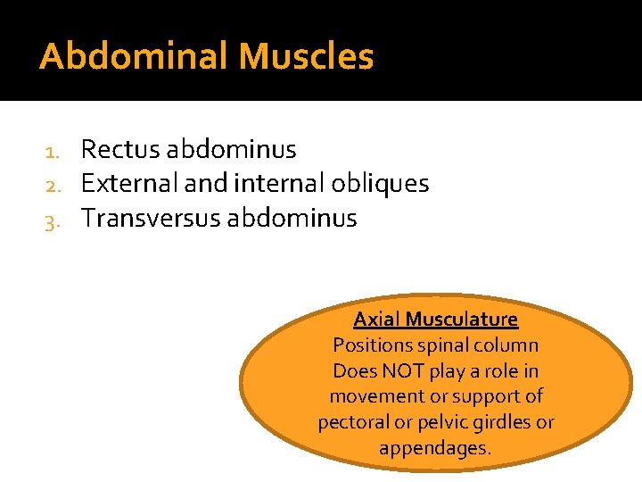 Abdominal Muscles 1. 2. 3. Rectus abdominus External and internal obliques Transversus abdominus Axial