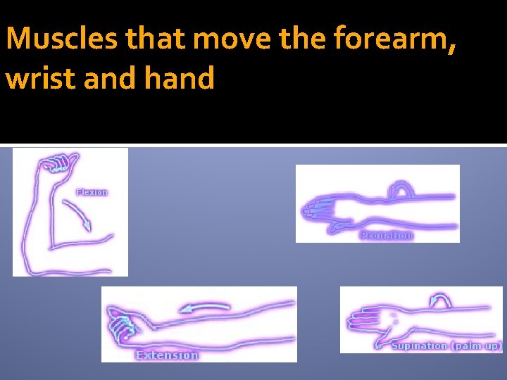 Muscles that move the forearm, wrist and hand 