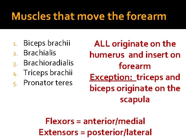 Muscles that move the forearm 1. 2. 3. 4. 5. Biceps brachii Brachialis Brachioradialis