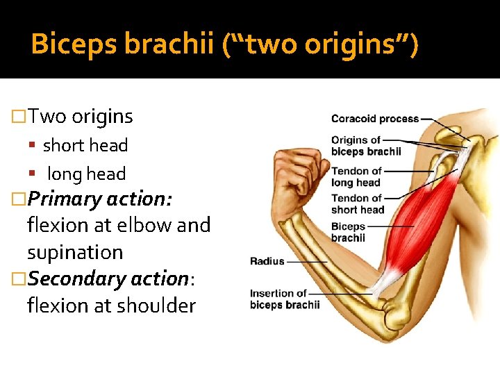 Biceps brachii (“two origins”) �Two origins short head long head �Primary action: flexion at