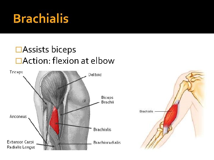 Brachialis �Assists biceps �Action: flexion at elbow 