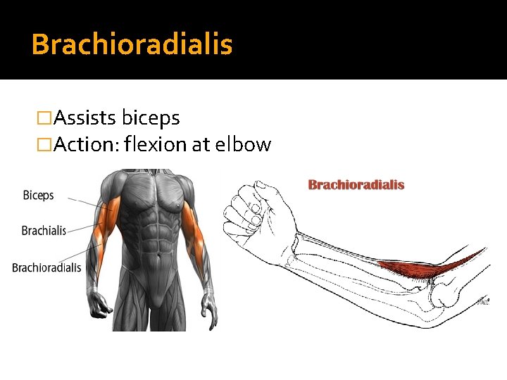 Brachioradialis �Assists biceps �Action: flexion at elbow 