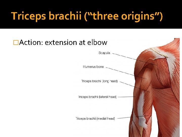 Triceps brachii (“three origins”) �Action: extension at elbow 