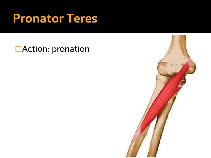 Pronator Teres �Action: pronation 