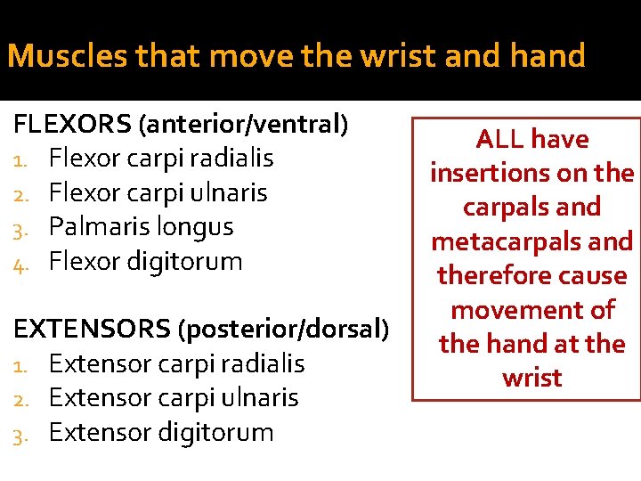 Muscles that move the wrist and hand FLEXORS (anterior/ventral) 1. Flexor carpi radialis 2.