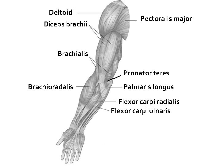 Deltoid Biceps brachii Pectoralis major Brachialis Pronator teres Brachioradalis Palmaris longus Flexor carpi radialis