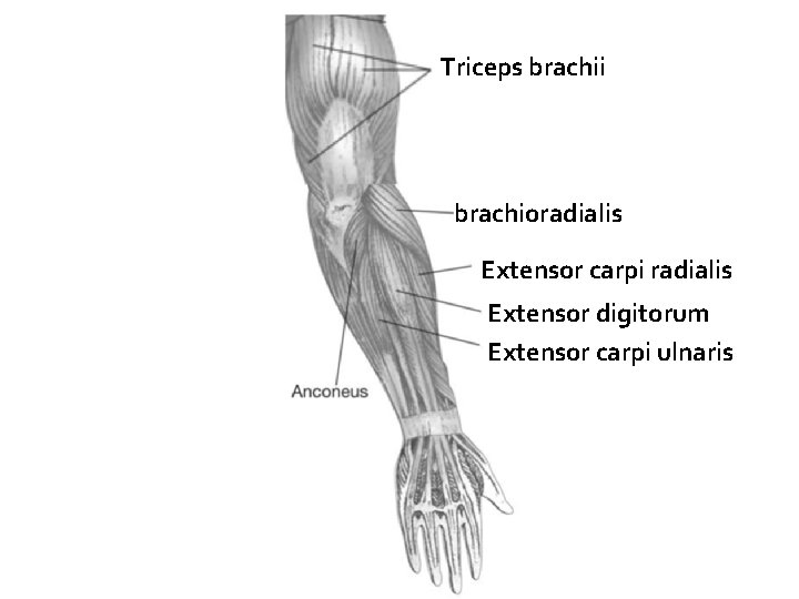 Triceps brachii brachioradialis Extensor carpi radialis Extensor digitorum Extensor carpi ulnaris 
