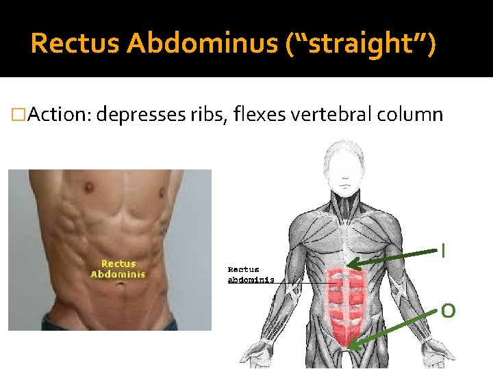 Rectus Abdominus (“straight”) �Action: depresses ribs, flexes vertebral column I O 