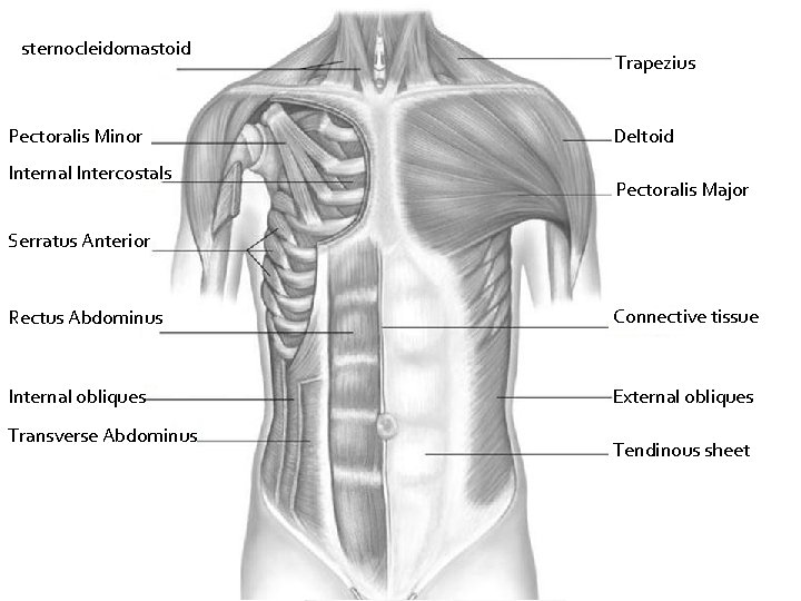 sternocleidomastoid Pectoralis Minor Internal Intercostals Trapezius Deltoid Pectoralis Major Serratus Anterior Rectus Abdominus Connective