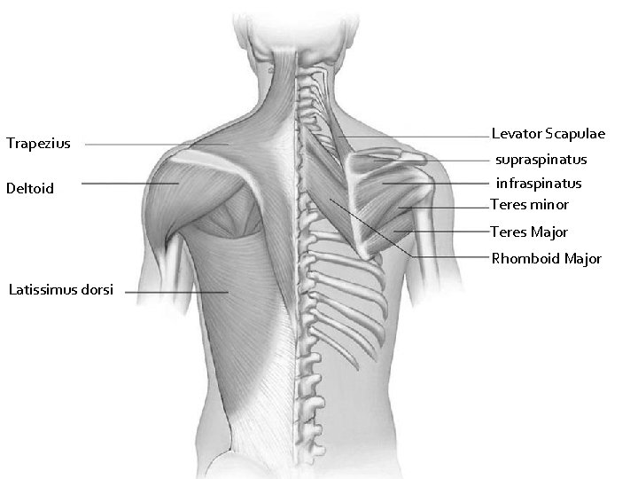 Trapezius Deltoid Levator Scapulae supraspinatus infraspinatus Teres minor Teres Major Rhomboid Major Latissimus dorsi