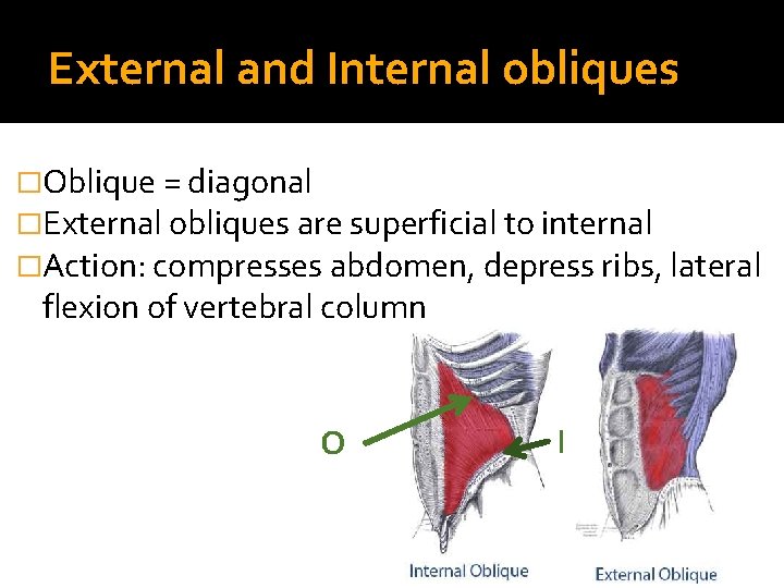 External and Internal obliques �Oblique = diagonal �External obliques are superficial to internal �Action: