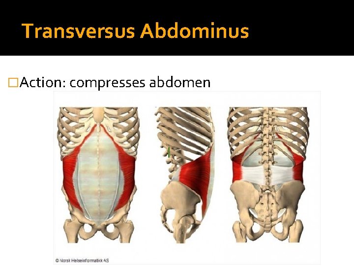 Transversus Abdominus �Action: compresses abdomen I 