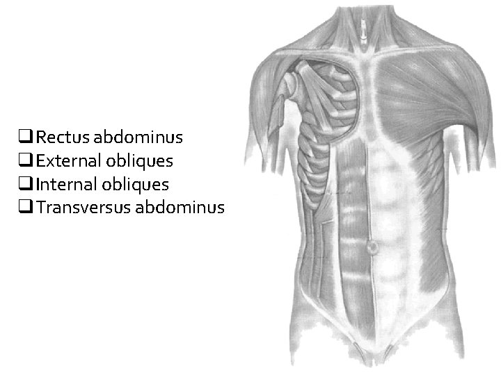 q. Rectus abdominus q. External obliques q. Internal obliques q. Transversus abdominus 