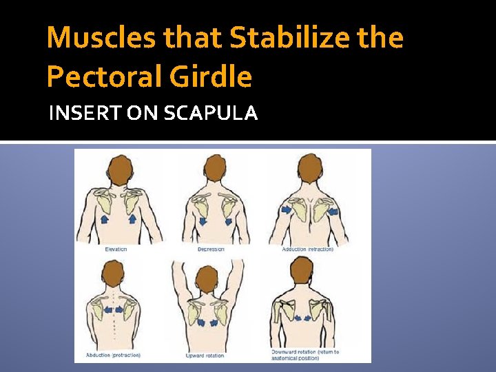 Muscles that Stabilize the Pectoral Girdle INSERT ON SCAPULA 