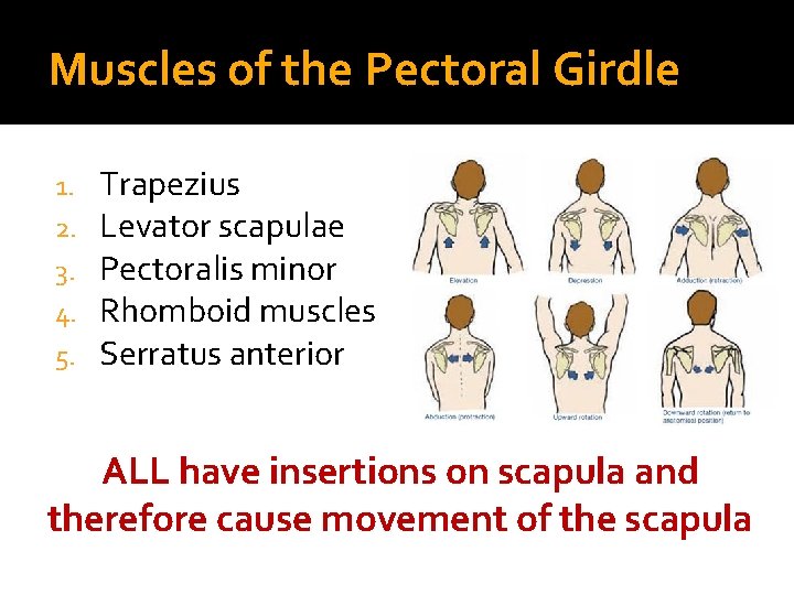 Muscles of the Pectoral Girdle 1. 2. 3. 4. 5. Trapezius Levator scapulae Pectoralis