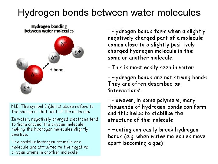 Hydrogen bonds between water molecules • Hydrogen bonds form when a slightly negatively charged