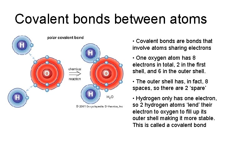Covalent bonds between atoms • Covalent bonds are bonds that involve atoms sharing electrons