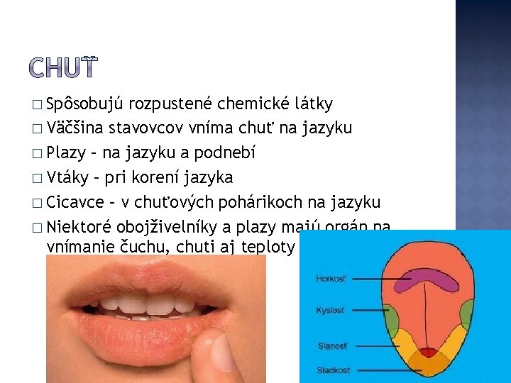 � Spôsobujú rozpustené chemické látky � Väčšina stavovcov vníma chuť na jazyku � Plazy