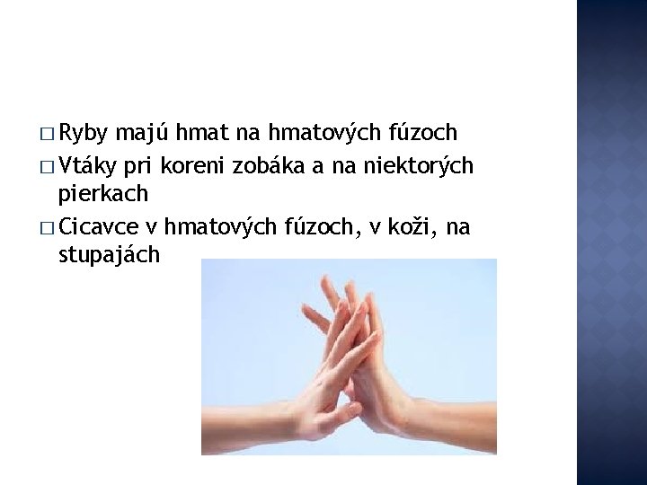 � Ryby majú hmat na hmatových fúzoch � Vtáky pri koreni zobáka a na