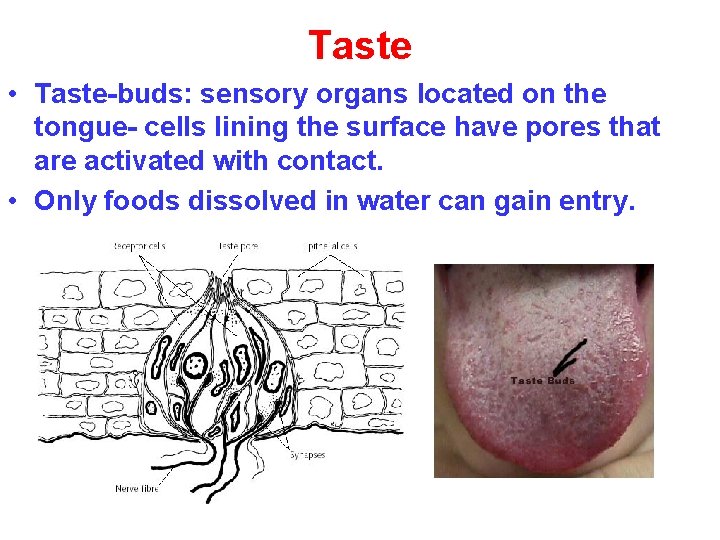 Taste • Taste-buds: sensory organs located on the tongue- cells lining the surface have