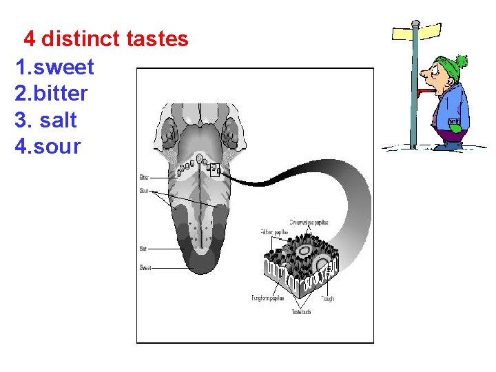 4 distinct tastes 1. sweet 2. bitter 3. salt 4. sour 