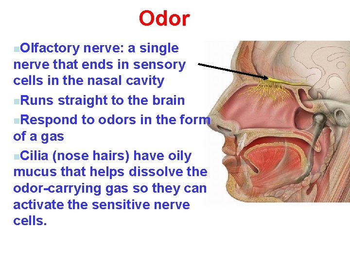 Odor n. Olfactory nerve: a single nerve that ends in sensory cells in the