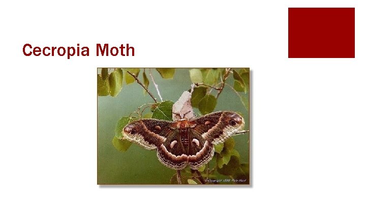 Cecropia Moth 
