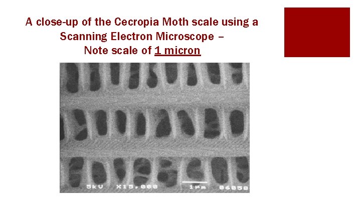 A close-up of the Cecropia Moth scale using a Scanning Electron Microscope – Note