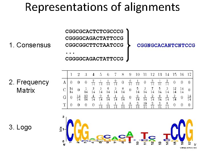 Representations of alignments 1. Consensus 2. Frequency Matrix 3. Logo CGGCGCACTCTCGCCCG CGGGGCAGACTATTCCG CGGCGGCTTCTAATCCG. . Representations of alignments 1. Consensus 2. Frequency Matrix 3. Logo CGGCGCACTCTCGCCCG CGGGGCAGACTATTCCG CGGCGGCTTCTAATCCG. .