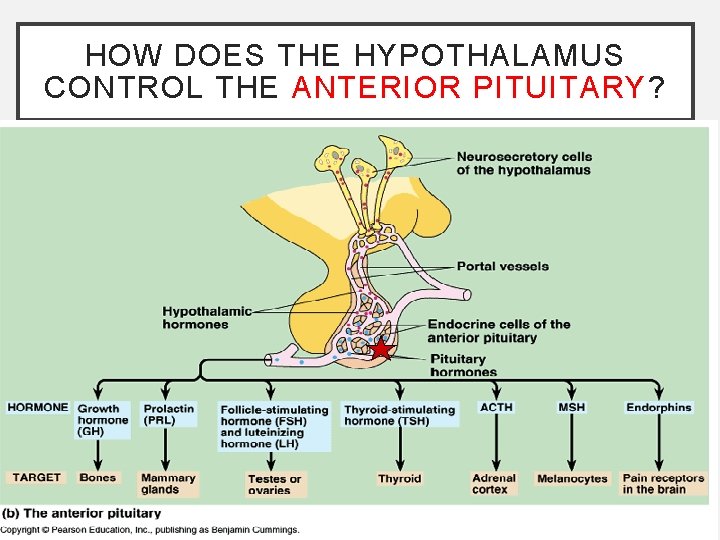 HOW DOES THE HYPOTHALAMUS CONTROL THE ANTERIOR PITUITARY? • By secreting (releasing) hormones •