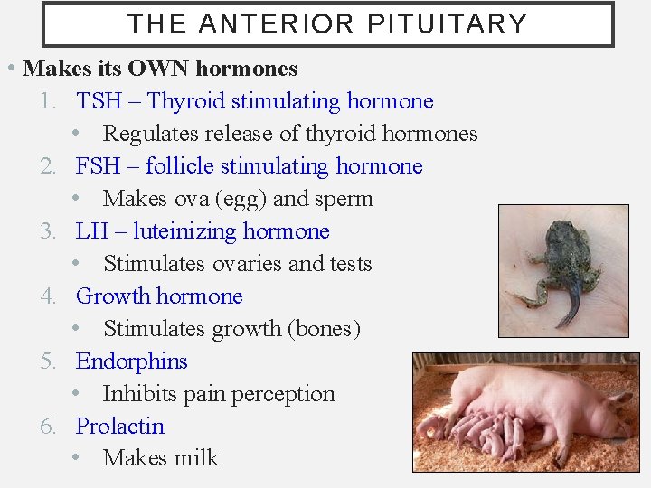 THE ANTERIOR PITUITARY • Makes its OWN hormones 1. TSH – Thyroid stimulating hormone