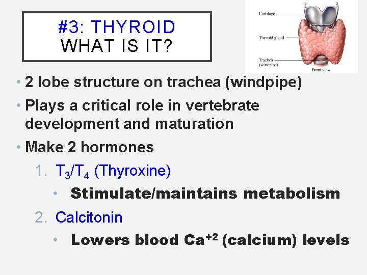 #3: THYROID WHAT IS IT? • 2 lobe structure on trachea (windpipe) • Plays