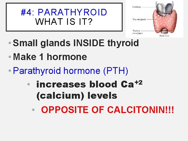 #4: PARATHYROID WHAT IS IT? • Small glands INSIDE thyroid • Make 1 hormone