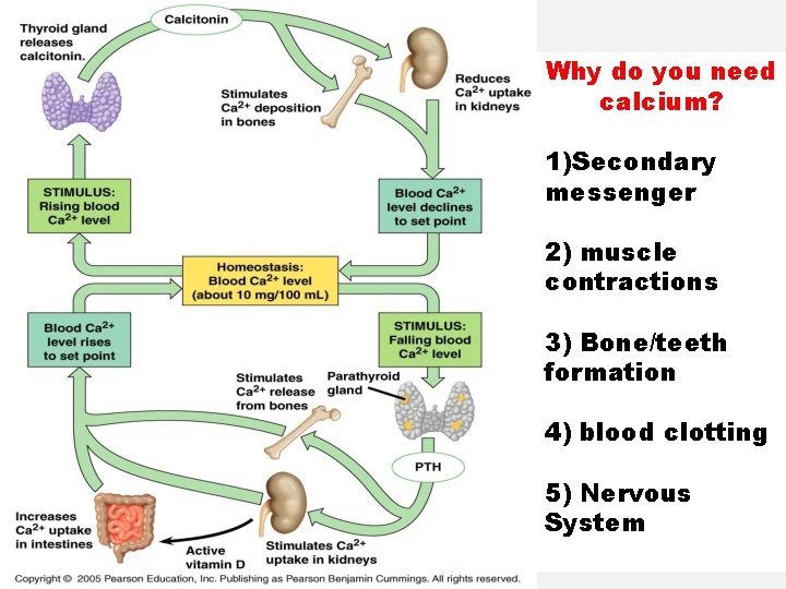 Why do you need calcium? 1)Secondary messenger 2) muscle contractions 3) Bone/teeth formation 4)