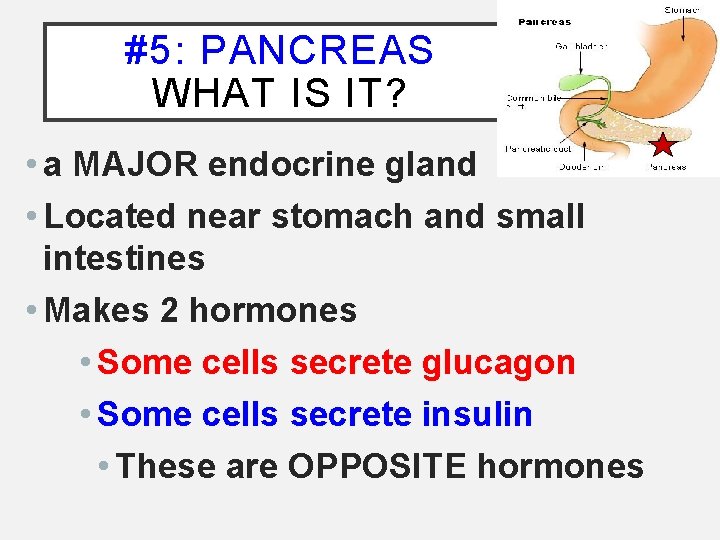 #5: PANCREAS WHAT IS IT? • a MAJOR endocrine gland • Located near stomach