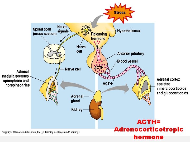 ACTH= Adrenocorticotropic hormone 