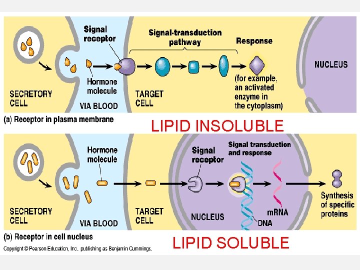 LIPID INSOLUBLE LIPID SOLUBLE 