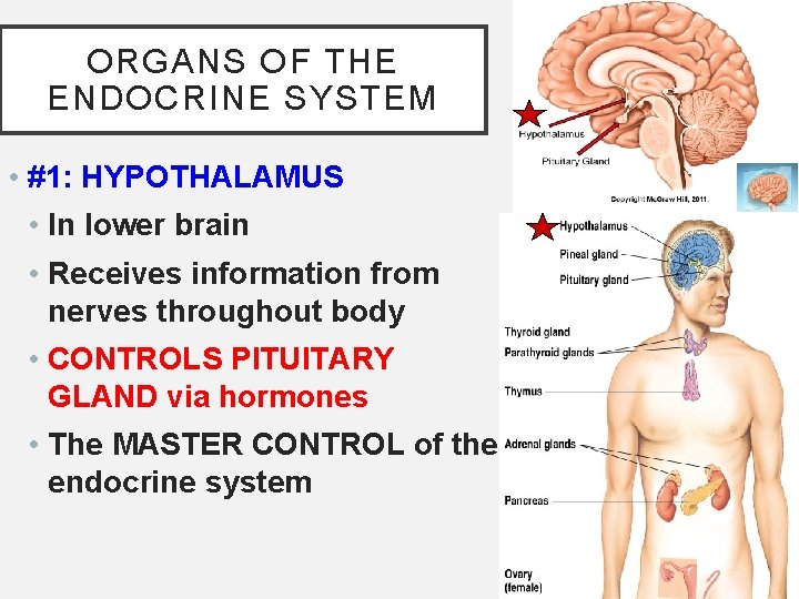 ORGANS OF THE ENDOCRINE SYSTEM • #1: HYPOTHALAMUS • In lower brain • Receives