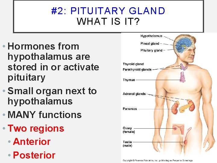 #2: PITUITARY GLAND WHAT IS IT? • Hormones from hypothalamus are stored in or