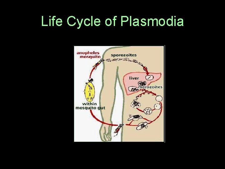 Life Cycle of Plasmodia  Life Cycle of Plasmodia
