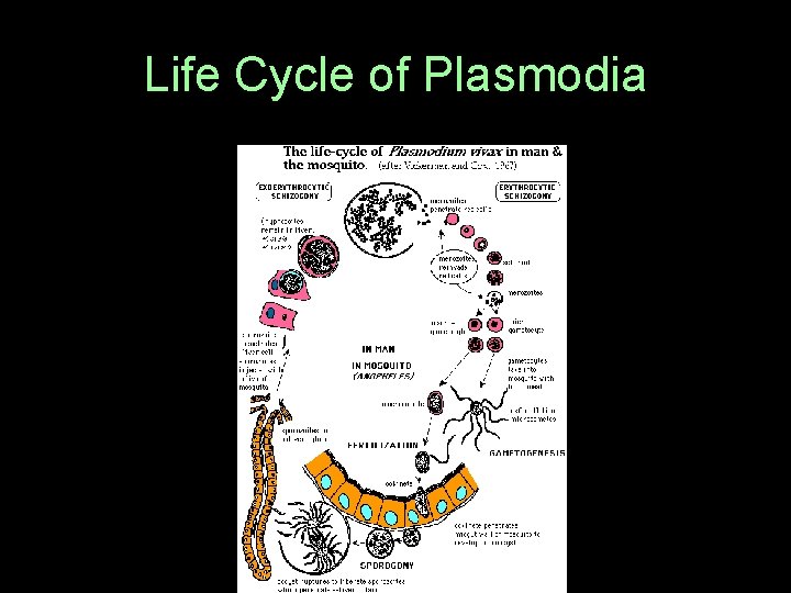 Life Cycle of Plasmodia  Life Cycle of Plasmodia