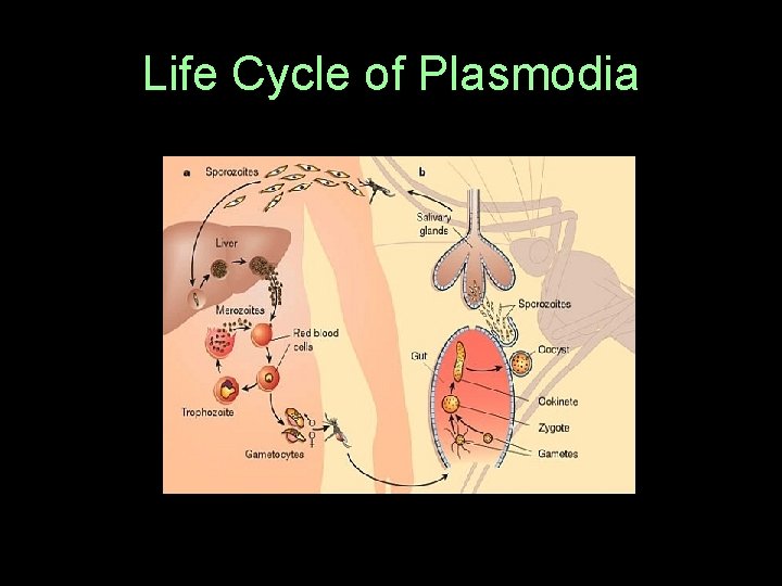 Life Cycle of Plasmodia  Life Cycle of Plasmodia
