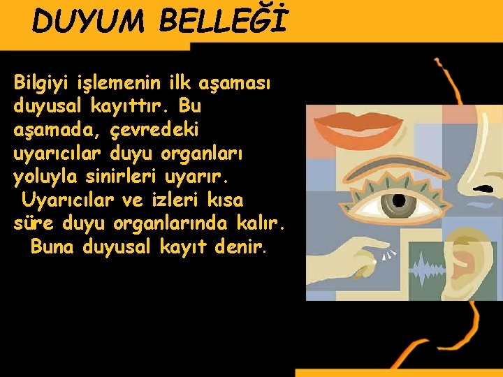 DUYUM BELLEĞİ Bilgiyi işlemenin ilk aşaması duyusal kayıttır. Bu aşamada, çevredeki uyarıcılar duyu organları