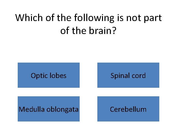 Which of the following is not part of the brain? Optic lobes Spinal cord