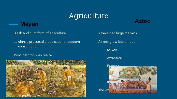 Agriculture Mayan Aztec Slash and burn form of agriculture Aztecs had large markets Lowlands