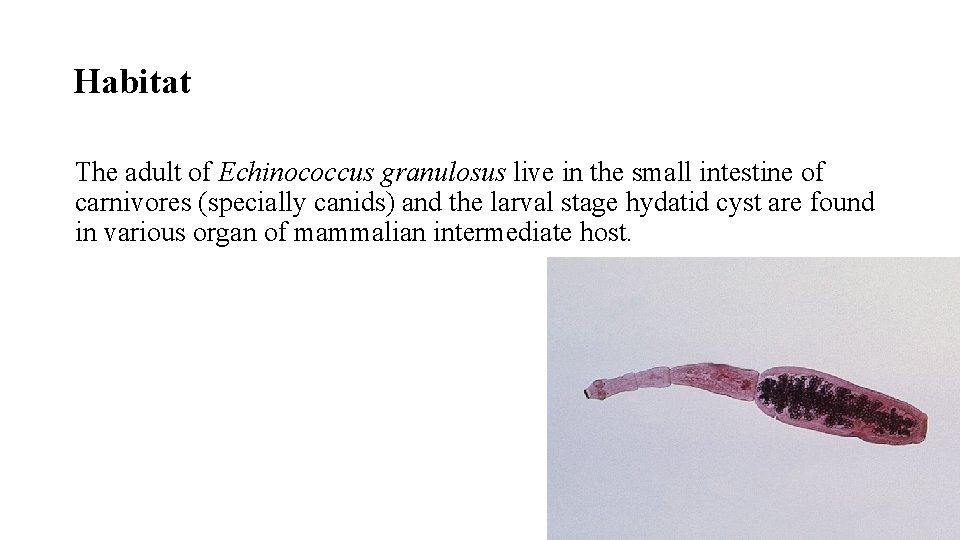 Habitat The adult of Echinococcus granulosus live in the small intestine of carnivores (specially