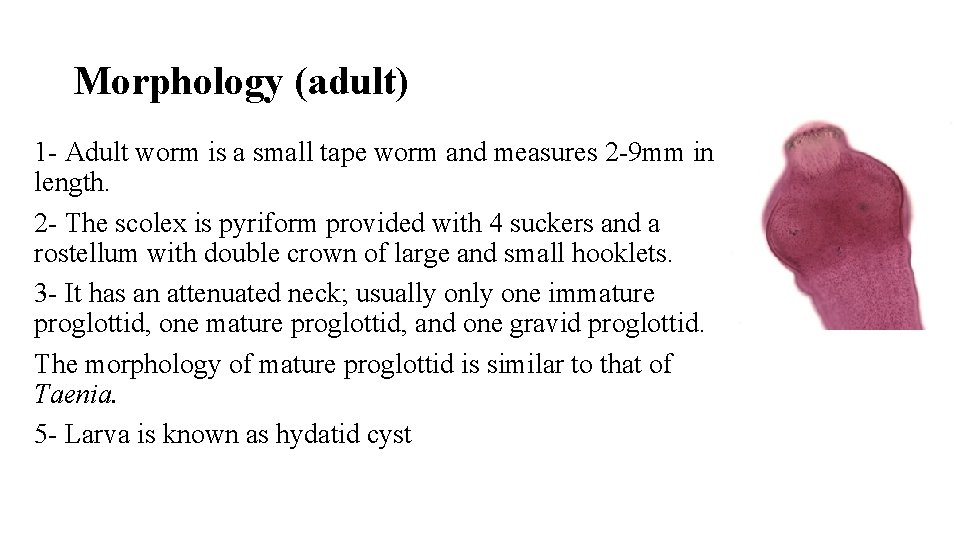 Morphology (adult) 1 - Adult worm is a small tape worm and measures 2