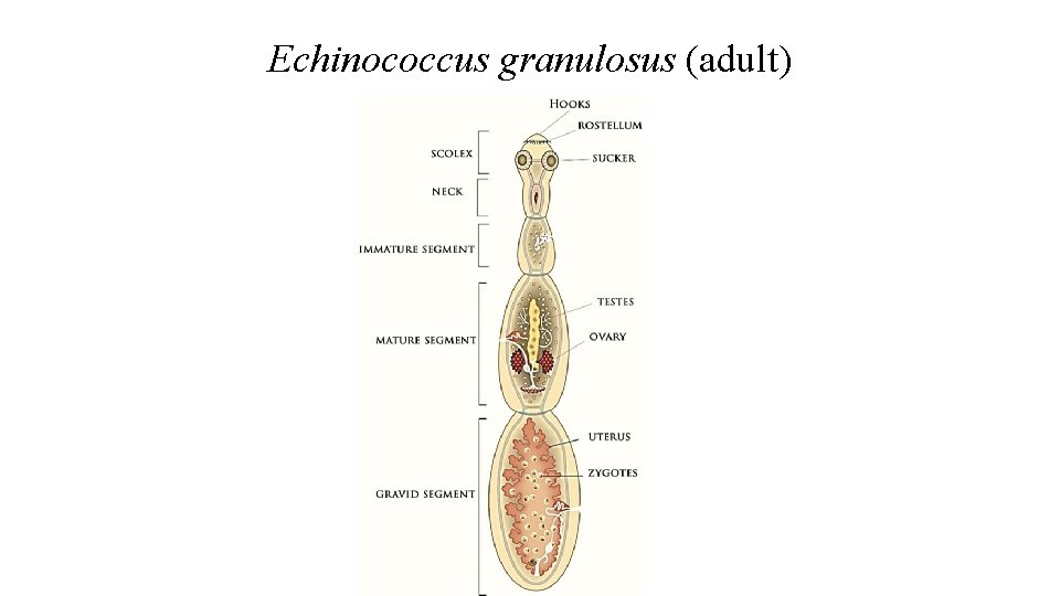 Echinococcus granulosus (adult) 
