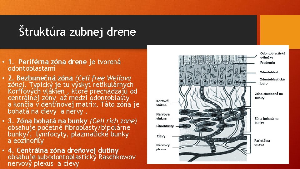 Štruktúra zubnej drene • 1. Periférna zóna drene je tvorená odontoblastami • 2. Bezbunečná